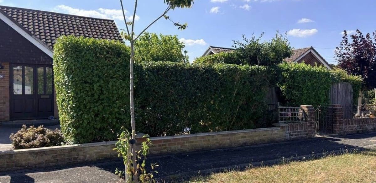 Front boundary hedge of a bungalow for sale cut back into a neat, squared shape