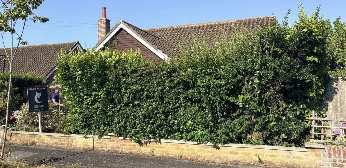 Before: kerb appeal hedge cut in Pennington